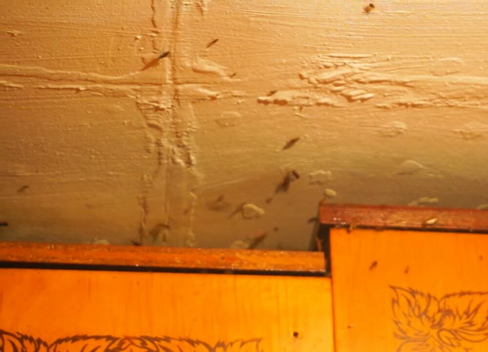 тараканы в квартире, тараканы в доме, таракан, с тараканов, таракан антисанитария