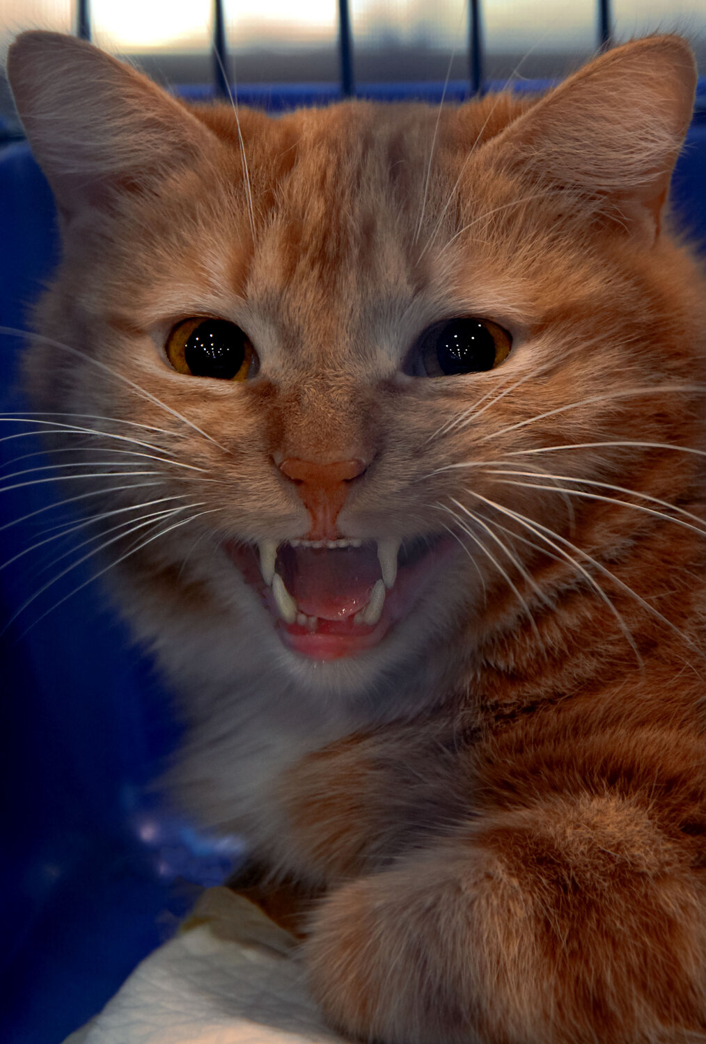 кошка, кот рыжий, котик, рыжий кот злой, кошка мяукает