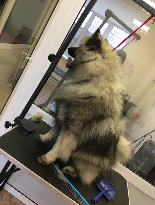 вольфшпиц, кеесхонд черный, кеесхонд, кеесхонд вес, кеесхонд с человеком