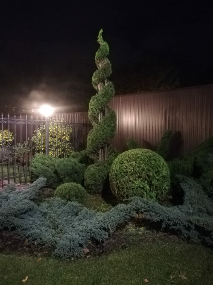 королевские топиари, топиарная стрижка можжевельника скайрокет, можжевельники китайский топиар, ландшафтный дизайн, топиарная стрижка хвойных