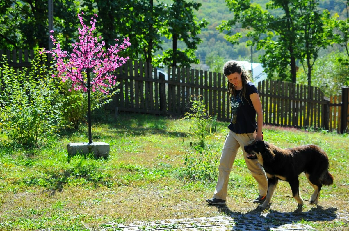 собака, люди собаки, dog, собака зои, питомец