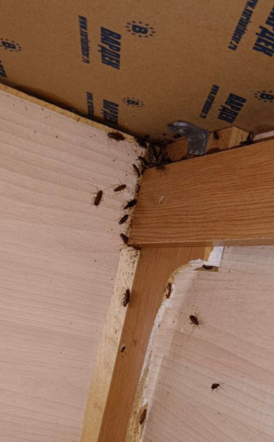 клопы в доме, муравьи в доме, клопы тараканы, клопы, насекомое