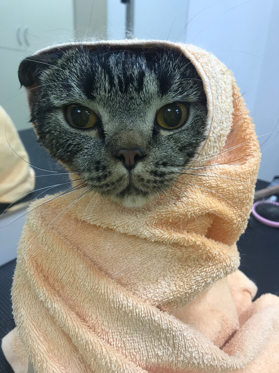 котик, кот, милый котик, котэ, cat