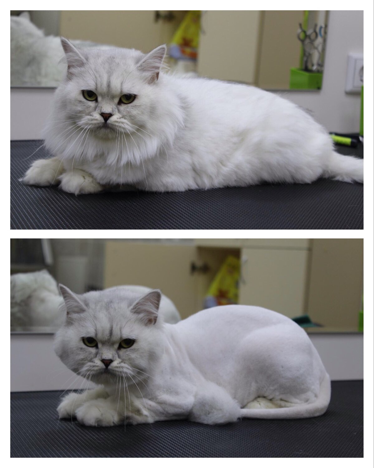 кот, стрижка котов, кошка, кот британец прямоухий белый, котик