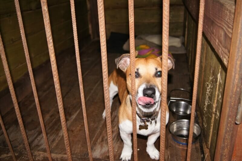 американский стаффордширский терьер, стаффордширский терьер 6 месяцев, стаффордширский терьер щенок, джек рассел терьер, жуткий американский стаффордширский терьер