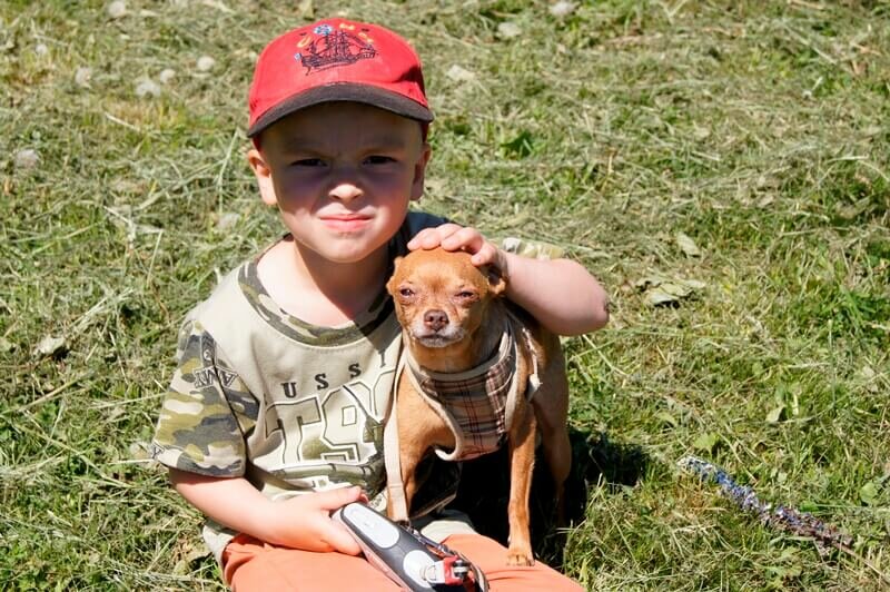 американский питбультерьер, питбуль запрещенная порода, чихуахуа, животное, саммер собака