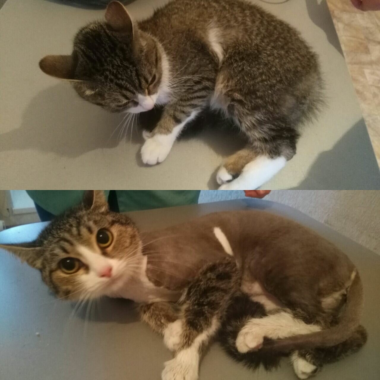 кот, котик, кошечка, кошка, домашние животные
