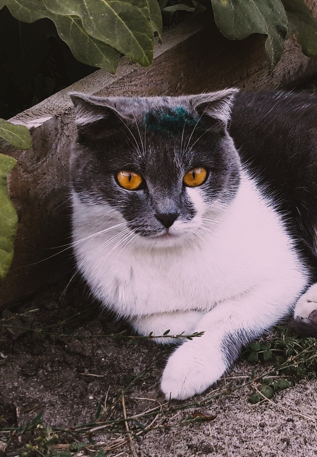 кот, кошка, cat, белая кошка, британский кот биколор