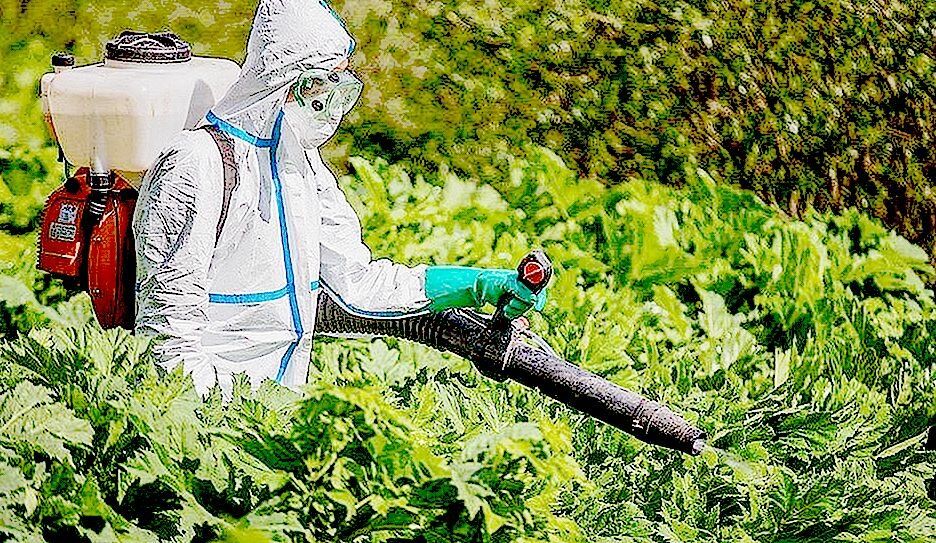 опрыскиватель для борщевика, уничтожение борщевика сосновского, борщевик, гербициды, гербицид против борщевика сосновского