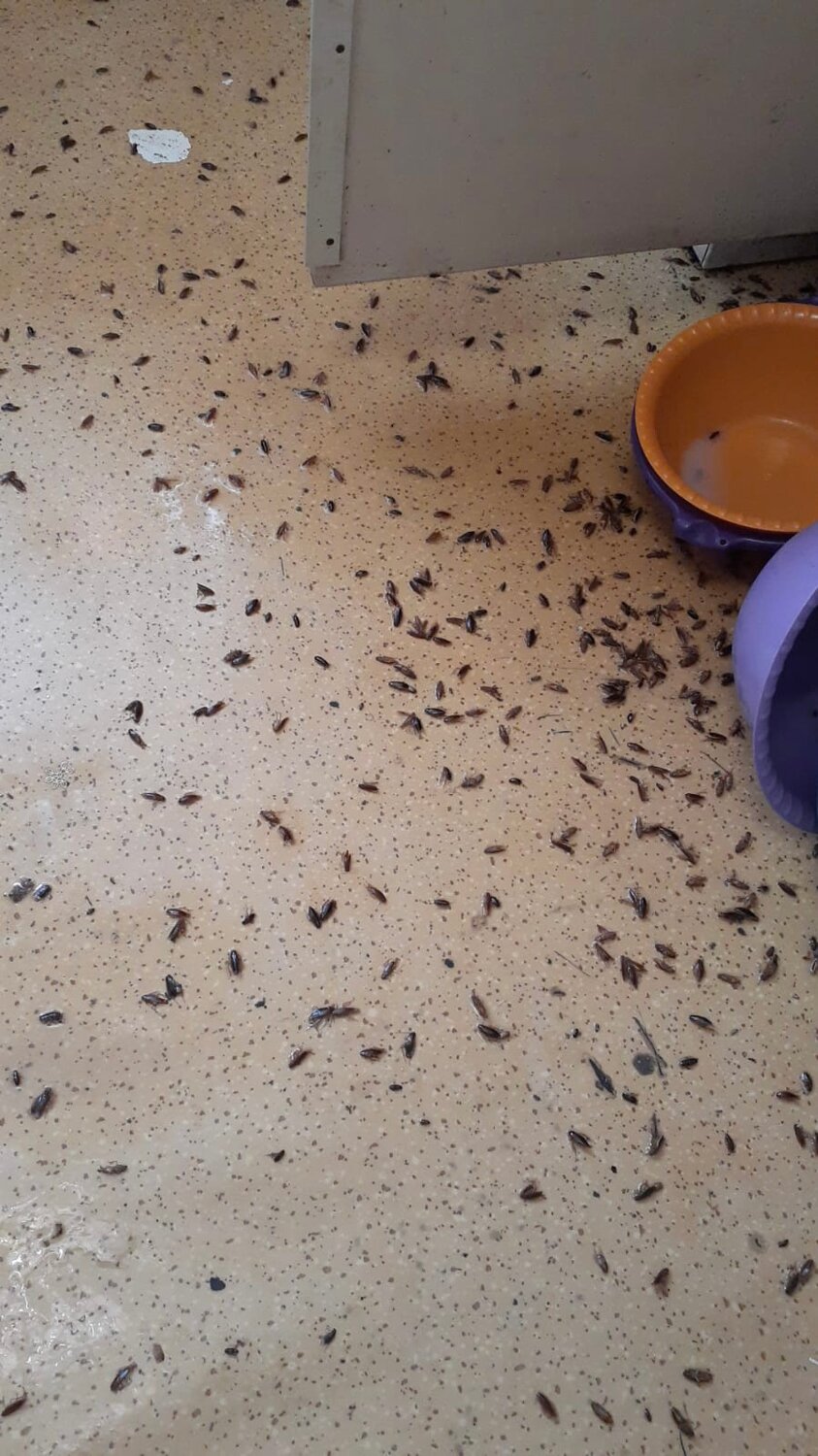 тараканы в квартире, таракан, домашние тараканы, клопы в доме, гнездо тараканов