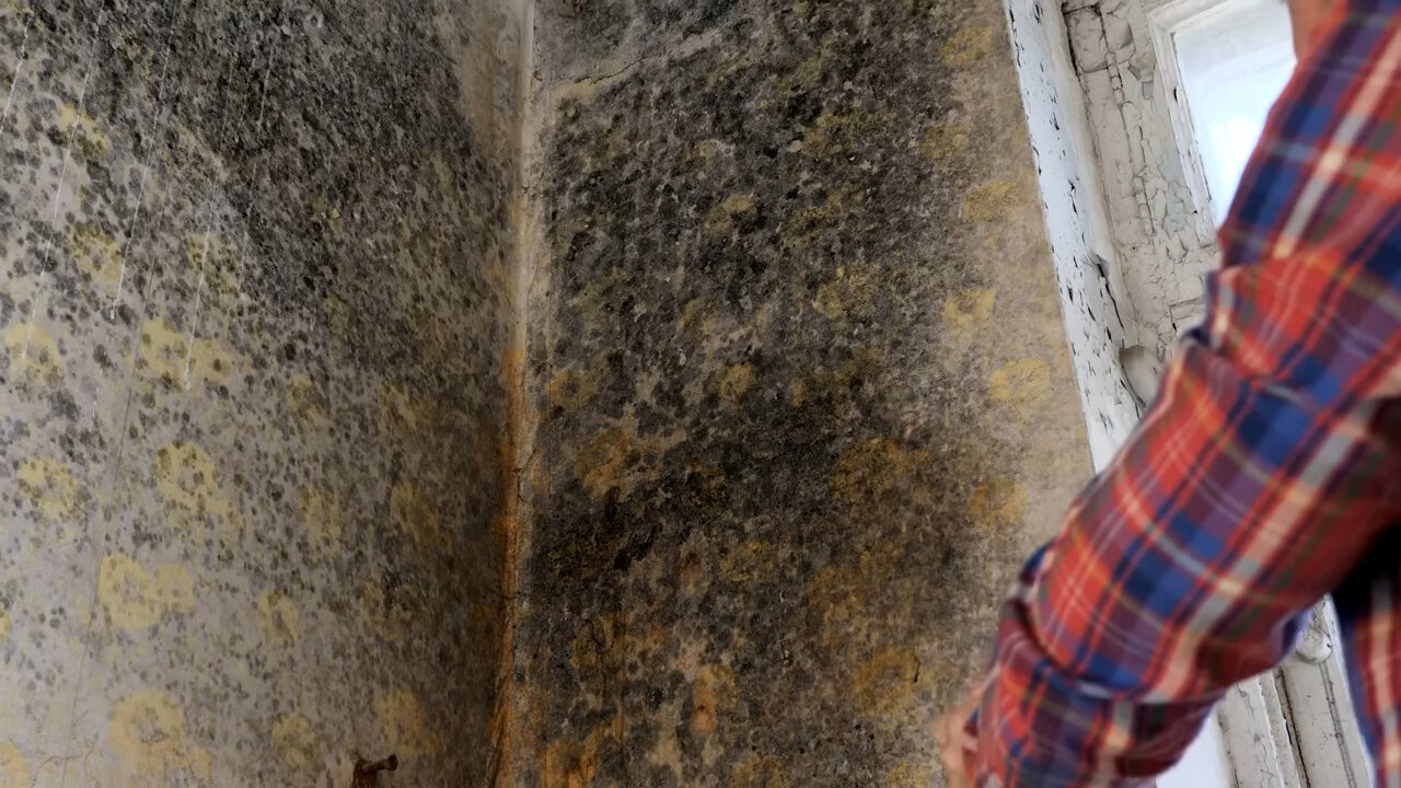 плесень на стенах, плесень в доме, плесень под обоями, плесень дома, черная плесень