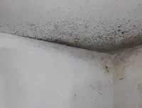 плесень белая, средство от плесени на стенах, плесень на стенах, плесень, от плесени на стенах