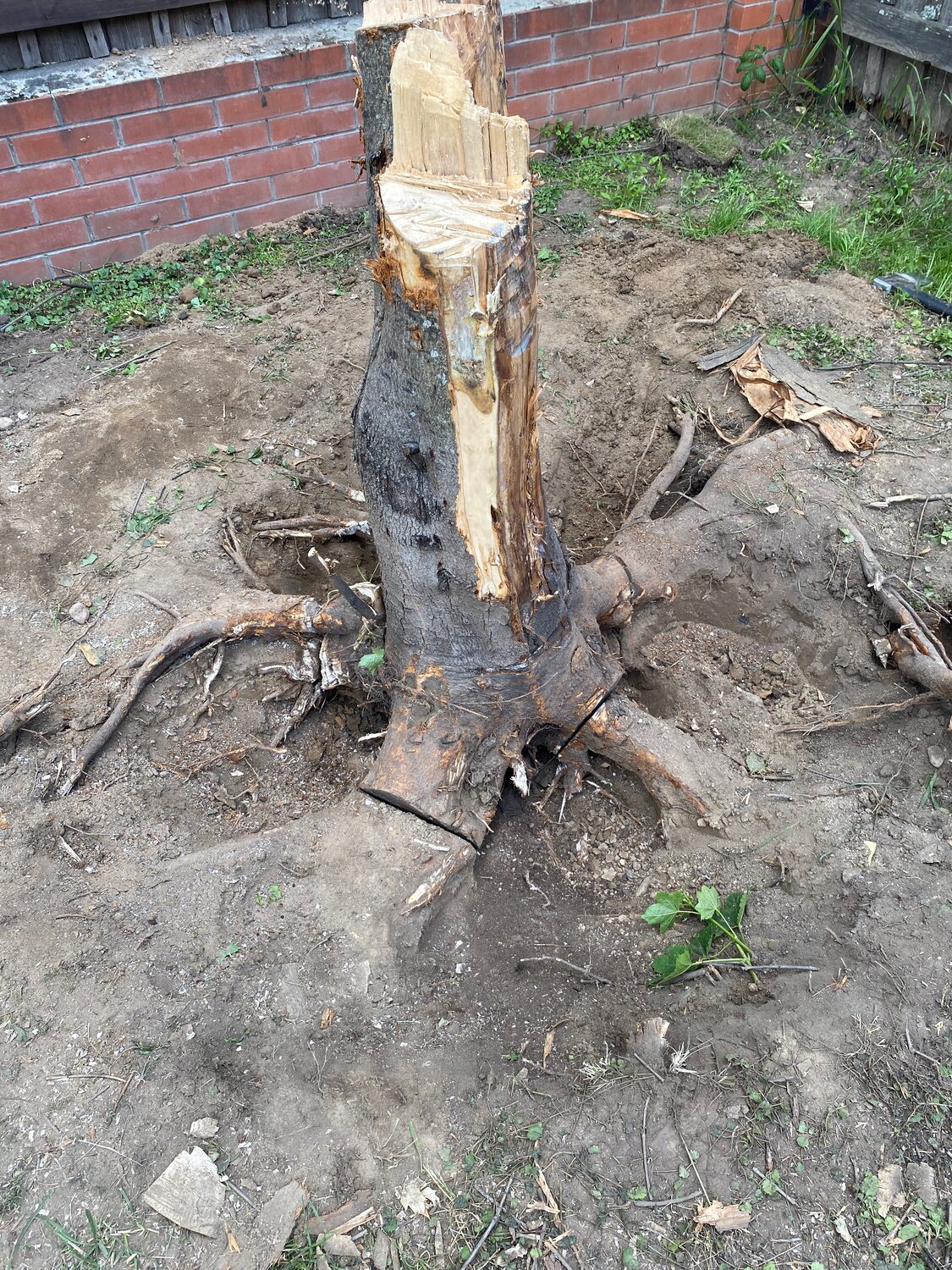 природа, дерево, спил деревьев, корчевание пней, корчевание пней, корни дерева