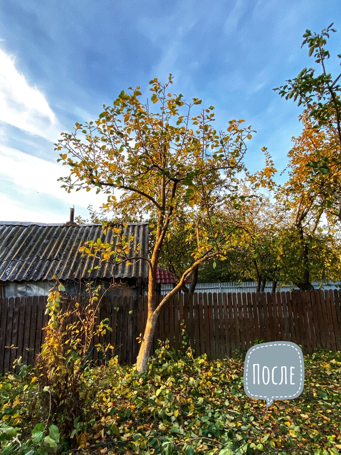 осень на даче, участок, дача, дачный дом, осень