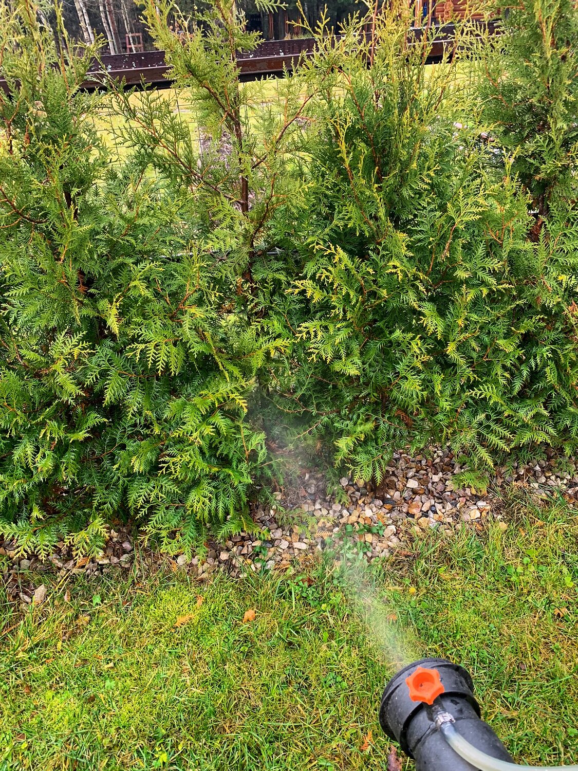 обрезать можжевельник казацкий, растения, растение, туя брабант ветка, туя