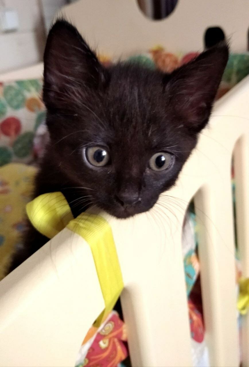 кошка, котики, кот, кошечка, животные