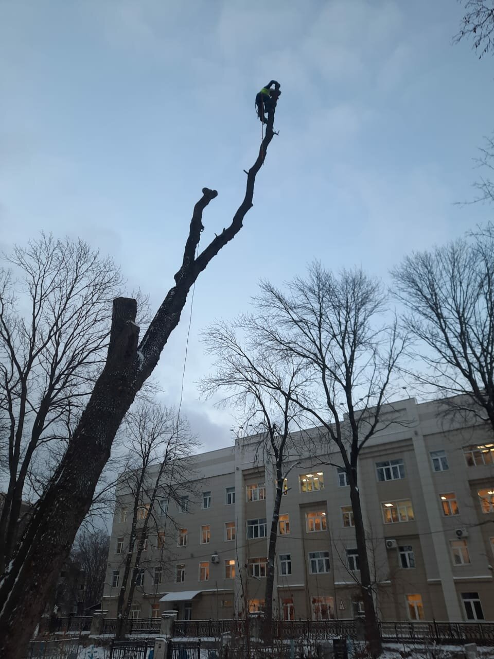 дерево, санитарная обрезка деревьев, улица, ветви деревьев, санитарная обрезка