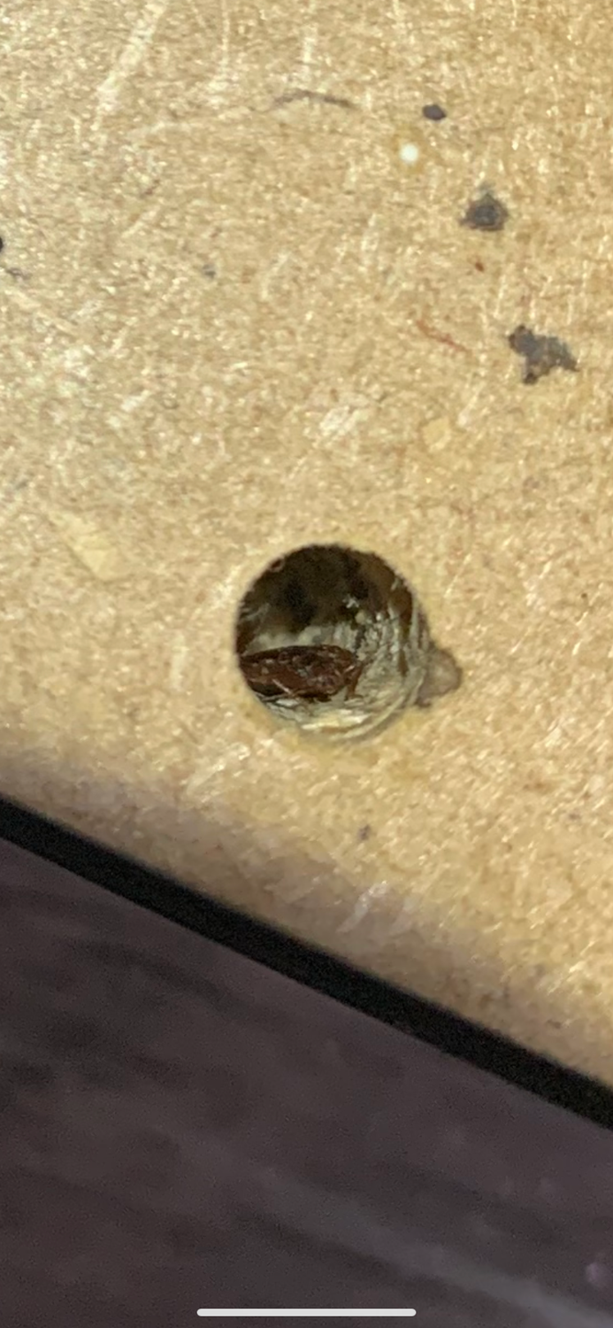 постельный клоп гнездо, гнездо постельных клопов, гнездо клопов, насекомое, гнездо