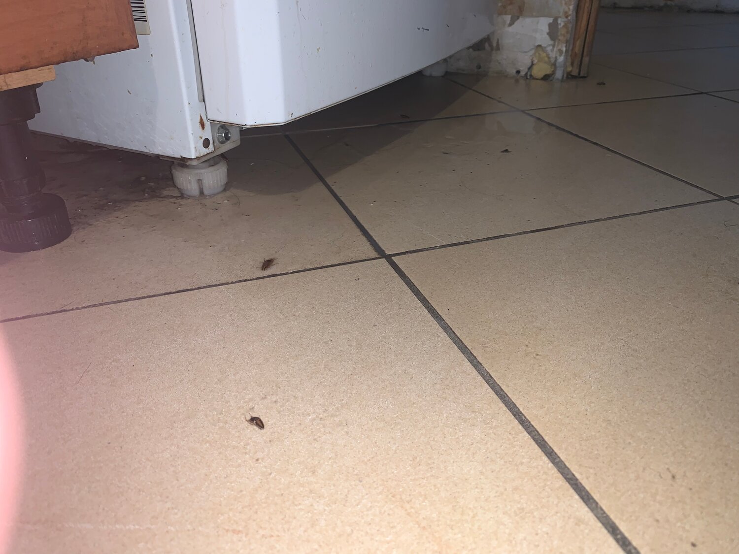 следы от тараканов, тараканы дома, тараканы в тц, напольная плитка, клопы и тараканы