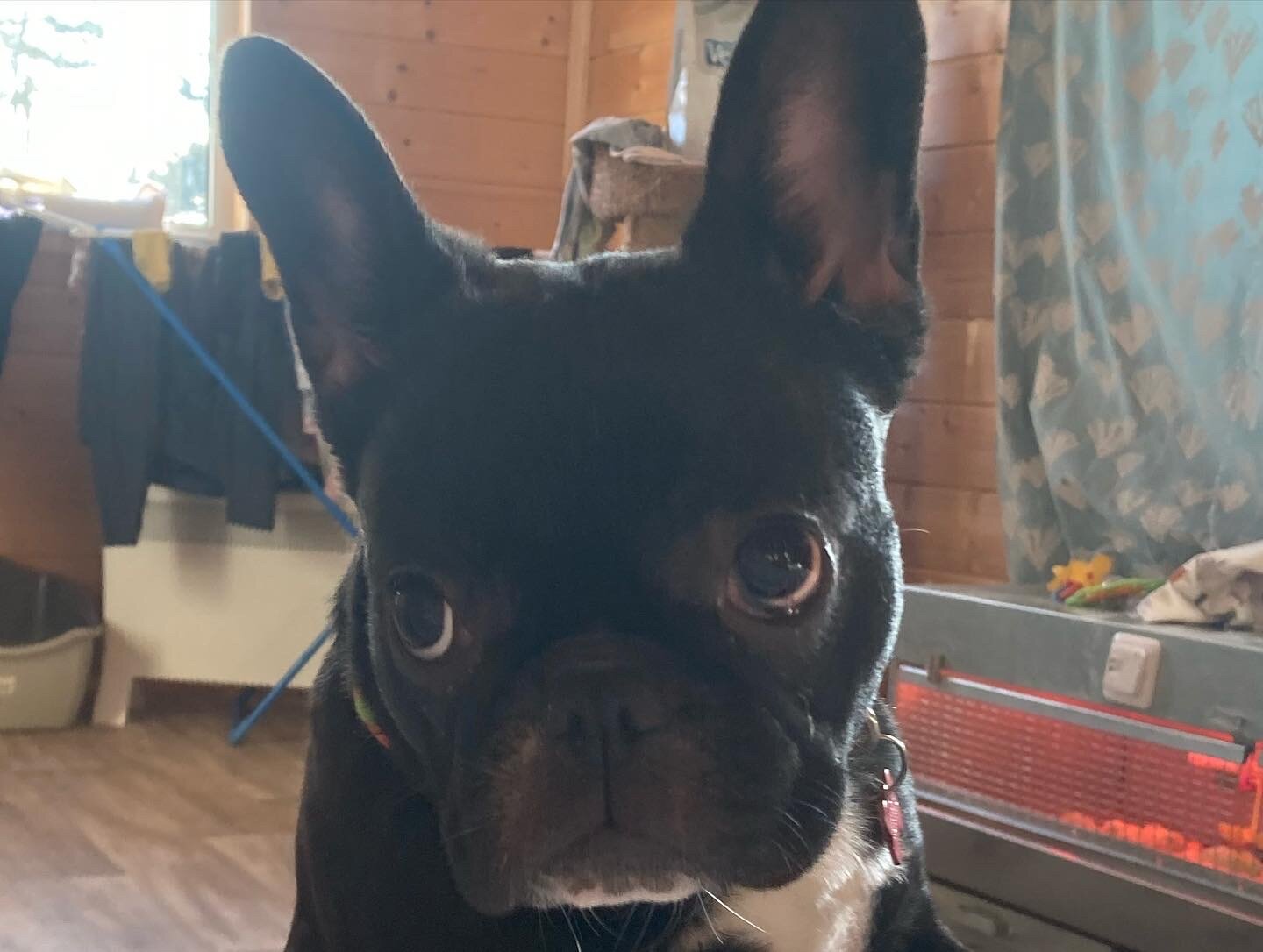 собака французский бульдог, французский бульдог, порода французский бульдог, французский бульдог метис, french bulldog