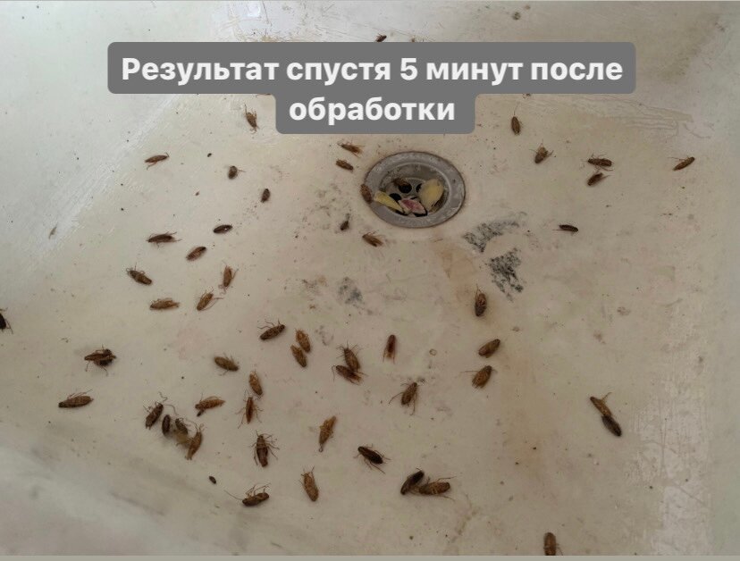 клопы тараканы, таракан, домашние тараканы, тараканы в квартире, таракан домашний