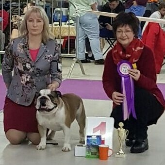 английский бульдог, чемпионы ркф английский бульдог, лав лап топ-питомник английский бульдог щенки, английский бульдог щенок, английский бульдог на выставке
