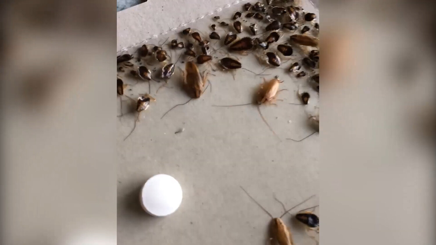 таракан домашний, таракан, тараканы в квартире, домашние тараканы, таракан домашний маленький