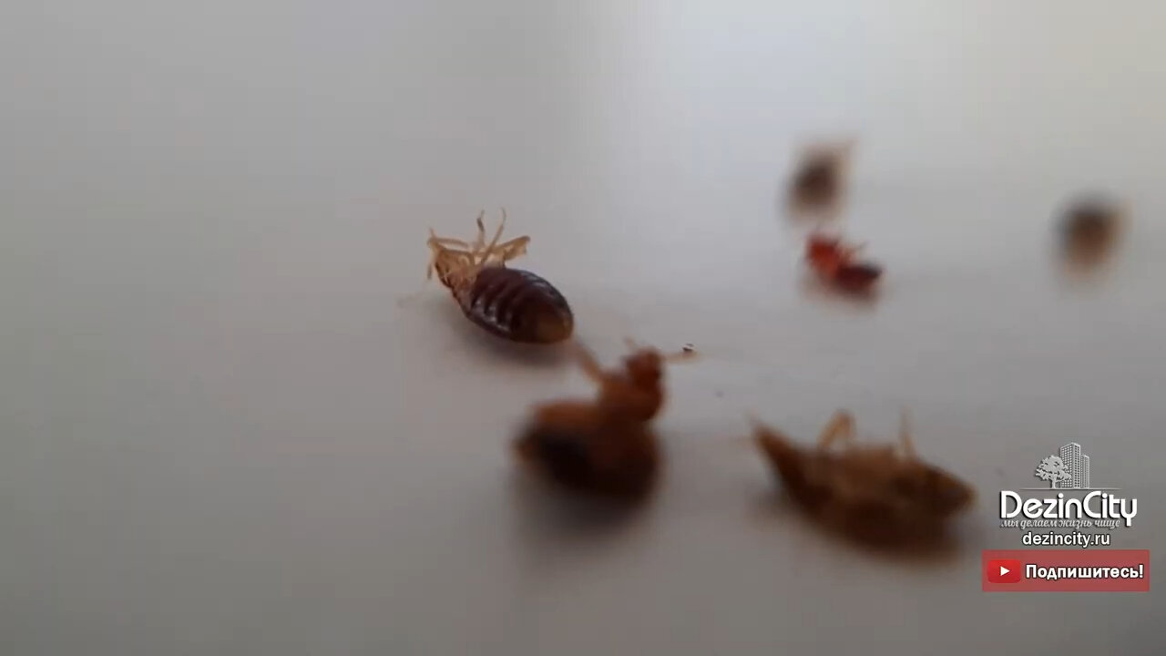 постельный клоп, клопы, клопы тараканы, домашние клопы, маленькие клопы постельные