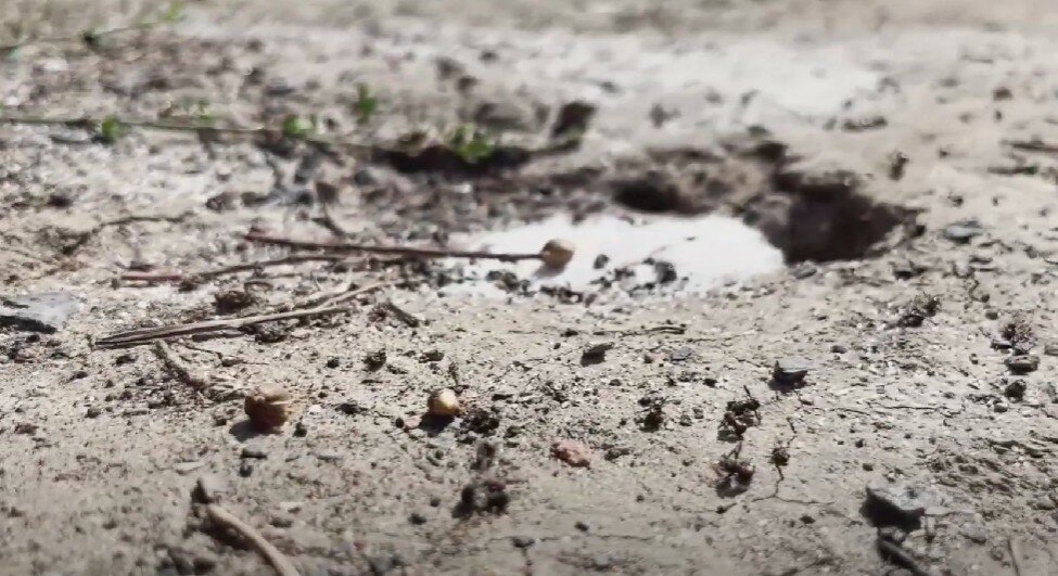 муравьи на участке, муравьи домашние, муравей, в земле, дорога