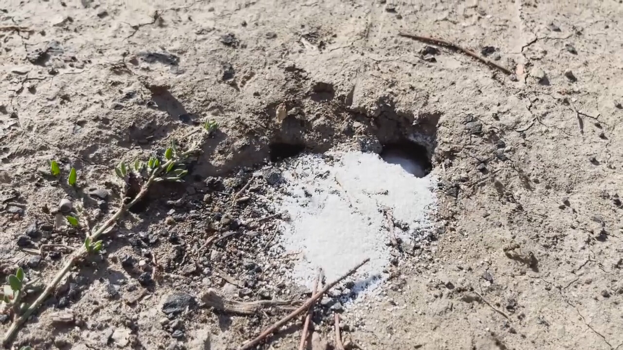 следы бурого медведя, медведь следы, следы медведя на песке, следы медведя на земле, неизвестные следы