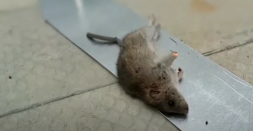 дохлая мышь, крысоловка цюрнера, крыса дамбо рекс, крыса и мышь, крыса