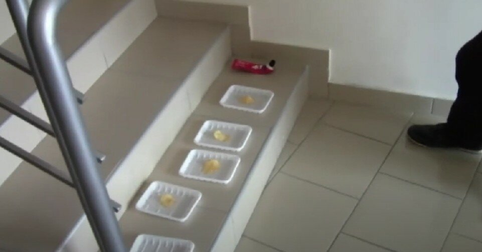 light stairs, ноги, лестница для собак, stair, bubble tea shop