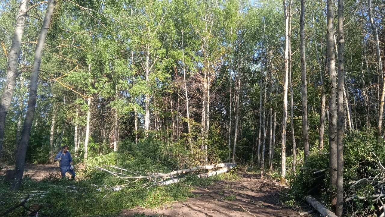 березово сосновый лес, земельного участка, коттеджный поселок заповедник, лес хабаровского края, сосновые леса