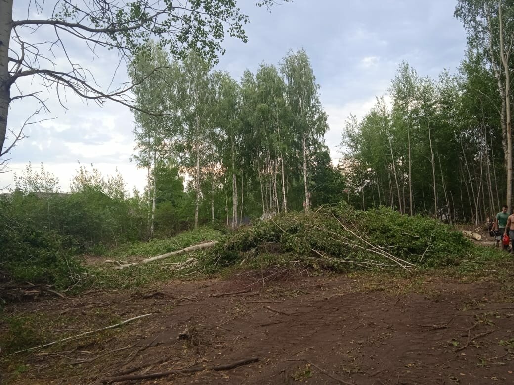 расчистка участков от деревьев, вырубка леса, порубочные остатки, расчистка участка, восстановление лесов