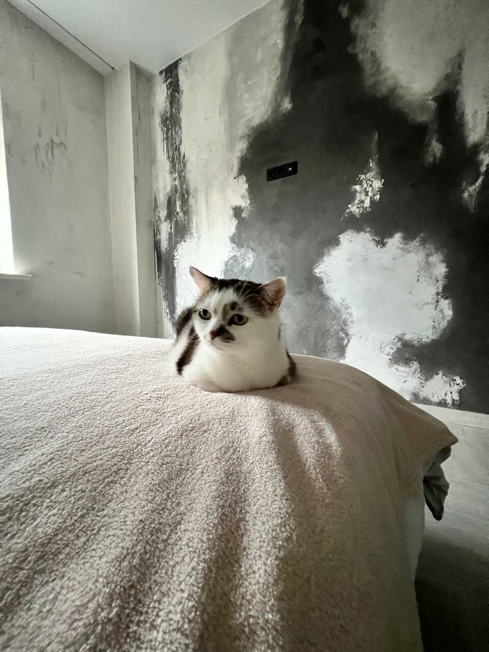 котик, кот, котик домашний, самые популярные котики, милая котик