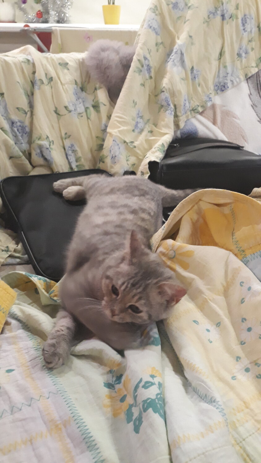 кошка, кот, кошечка, любимые кошки, кошка болеет