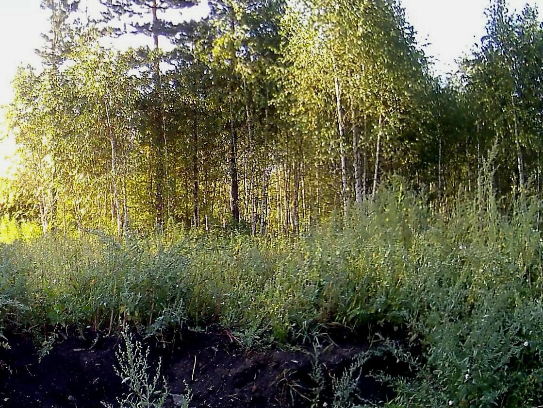 участок, природа, земельный участок, лесная дача, лесная