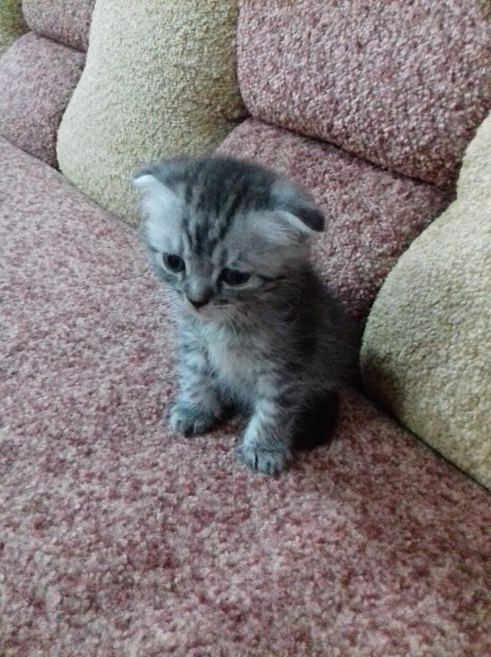 шотландская вислоухая кошка, скоттиш фолд котята окрасы, британская вислоухая голубоглазая, скотишфолд 1 месяц, котёнок
