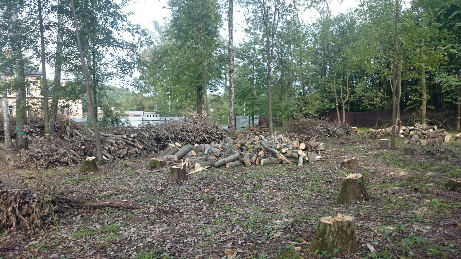 лес после вырубки, зона рубки лесов россия, лес, последствия вырубки лесов, вырубка леса калининградской области