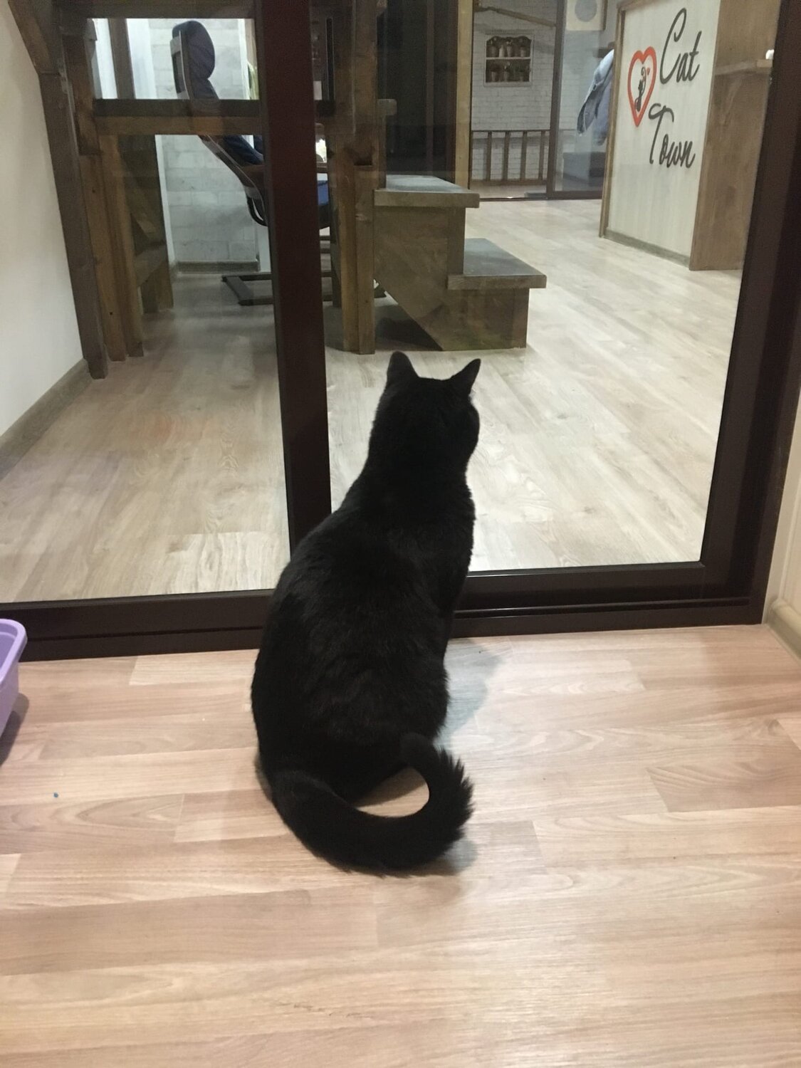 котейка, кот, кошка, кот чёрный, котики