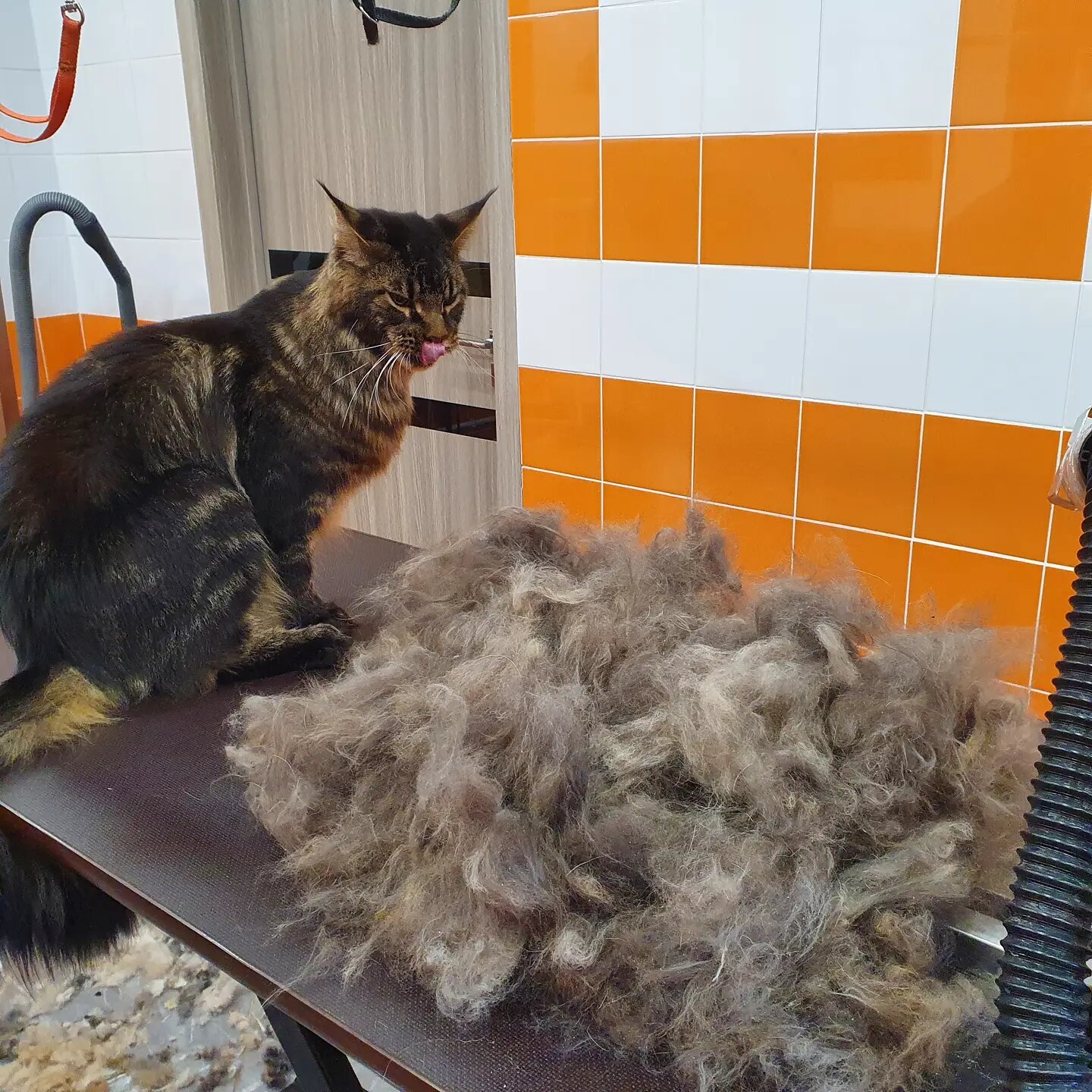 кошка, кот, домашние питомцы, домашние любимцы, кошек