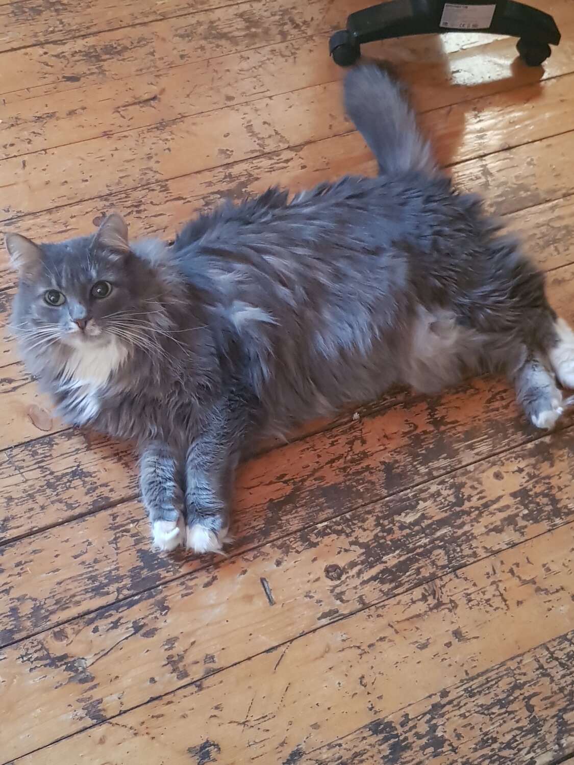 мейн-кун, кошка, кошка мейн кун, кот, пушистый кот