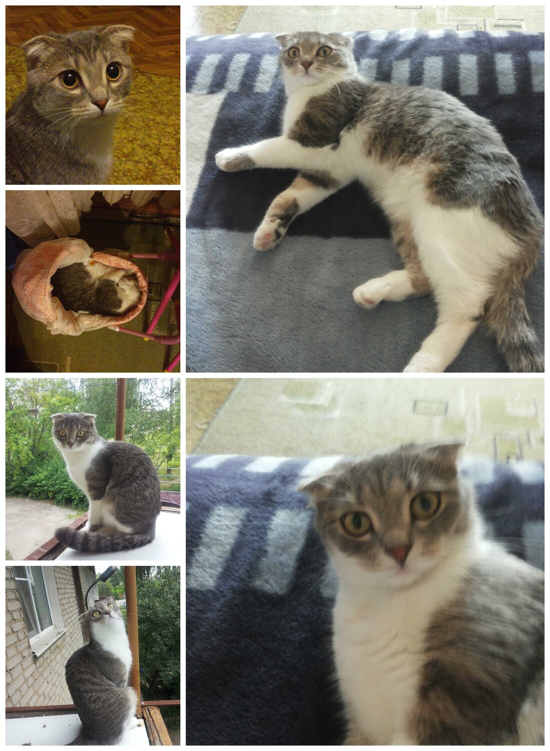 кошки, кошка, домашние животные, кошечка, котики