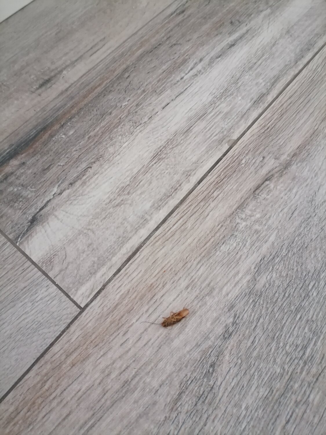 ламинат, инженерная доска, дуб, кварц виниловая плитка, фаска ламинат