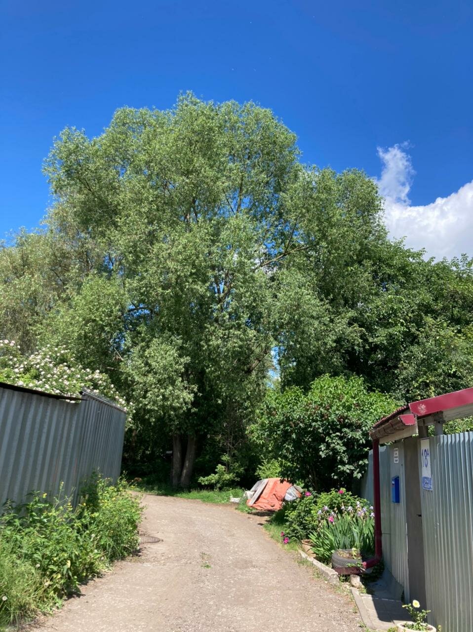 ива белая salix alba, тополь белый, природа, тополь, деревья небо