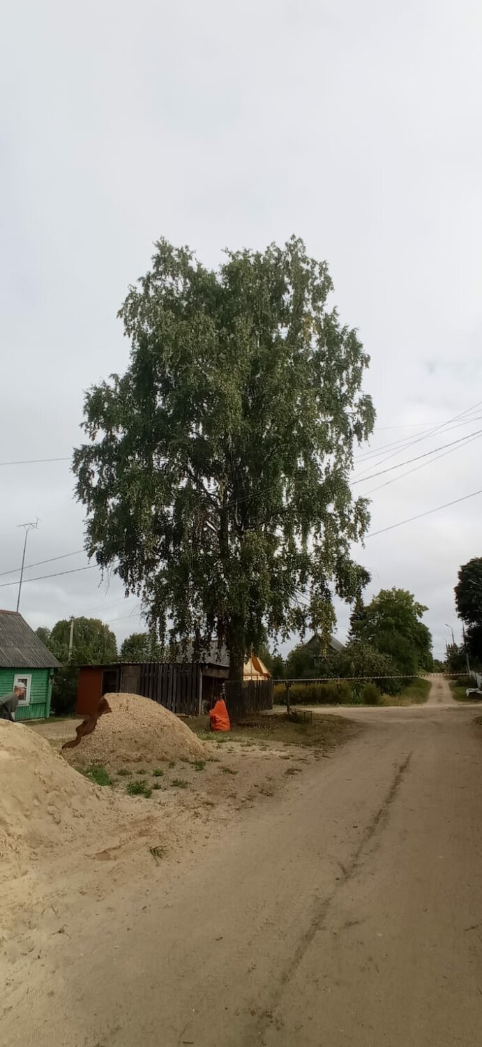 береза, село старая казинка мичуринского района, в деревне, участок в деревне, в селе