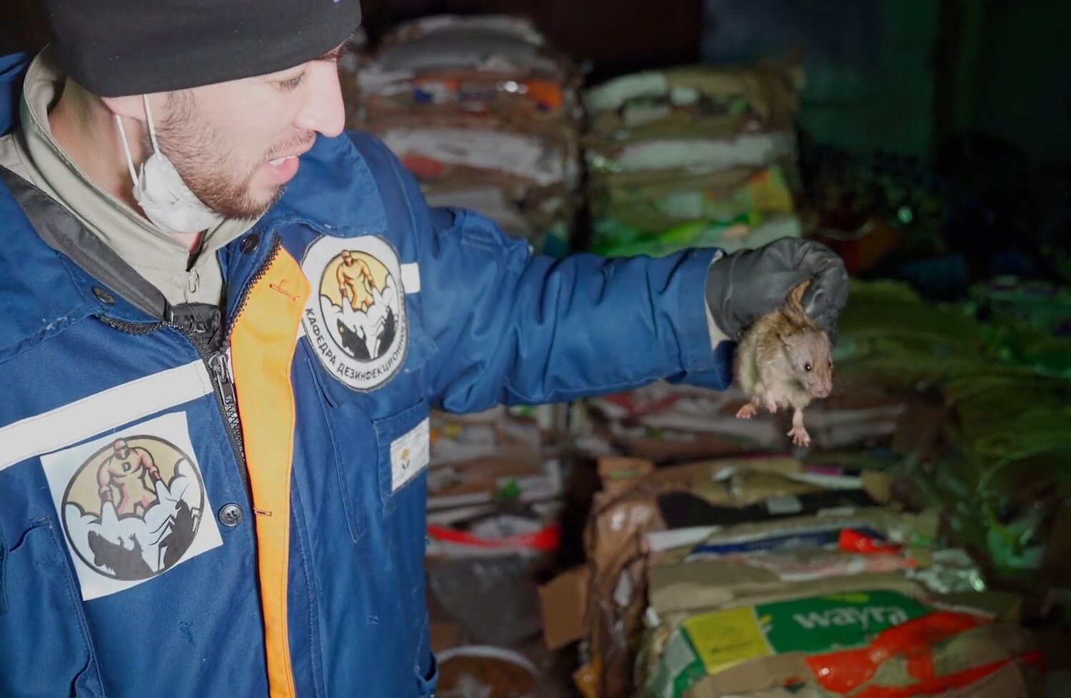 крыса, крысы в доме, крысы на свалке, тушканчики в московском зоопарке, крыса на помойке