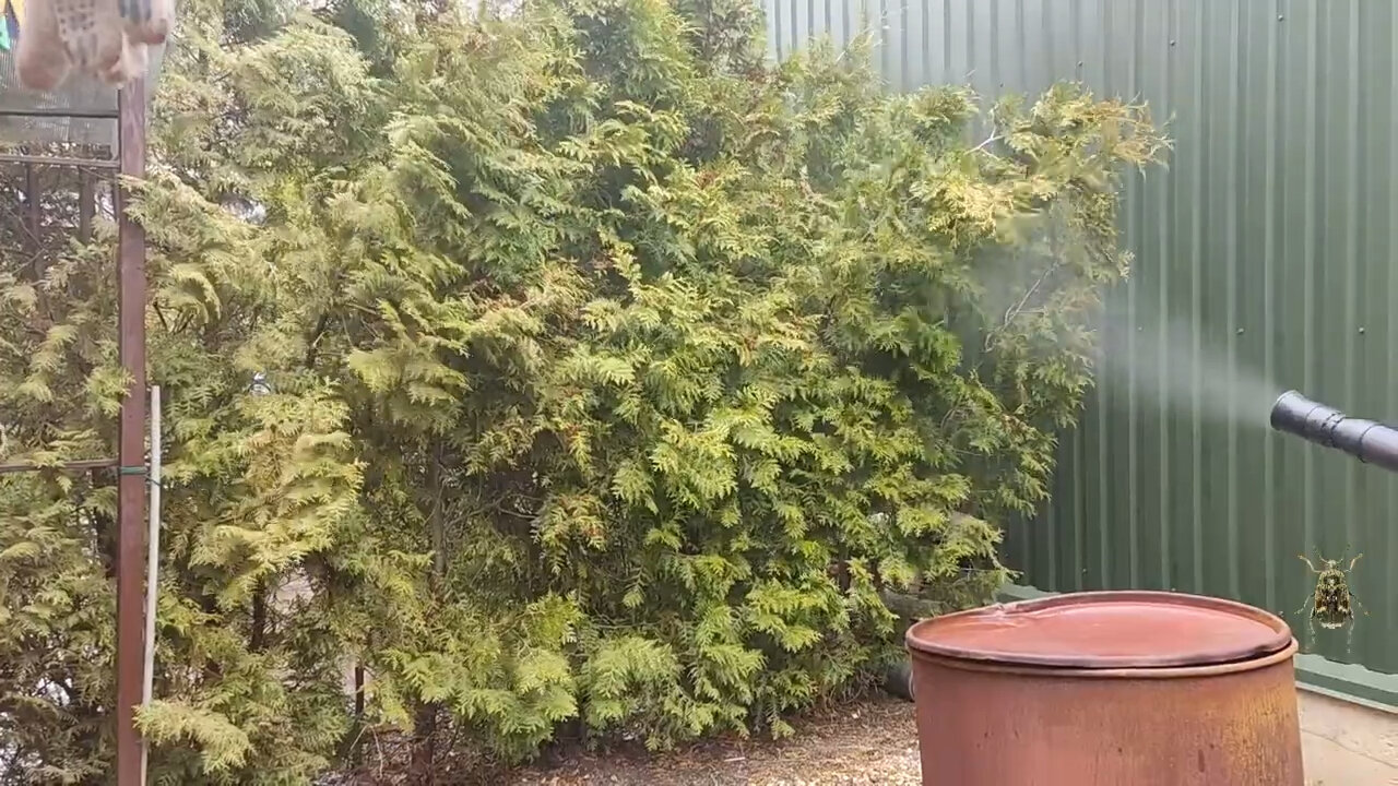 туя брабант, туя западная брабант, туя, туя западная брабант изгородь, смарагд туя