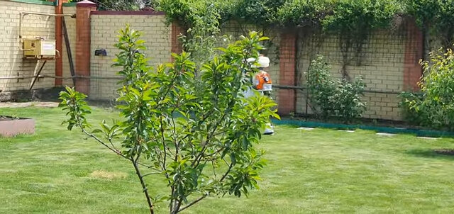 вишня шоколадница кустовая, домашнее растение, растение, дерево вишни, молодое дерево