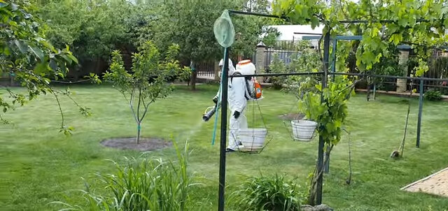 опрыскивание деревьев, растение, обработка сада, обработка участка от комаров, обработка дачного участка